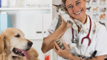 Febre amarela em cães e gatos?