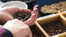 Café Santa Monica ensina como identificar o sabor e a qualidade do café